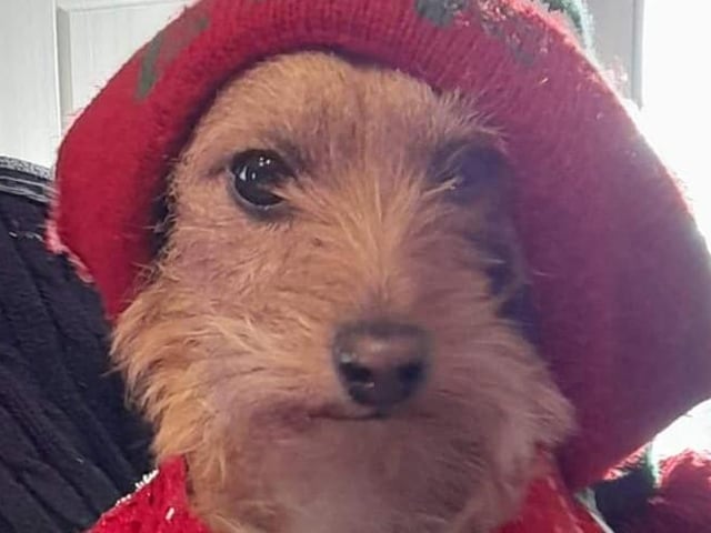 Luna the jackapoo is the pride and joy of The Gusher's Lucie Green.