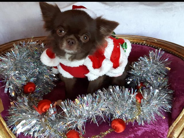 Spreading season joy in Braunston. Picture: Sharon Livsey.