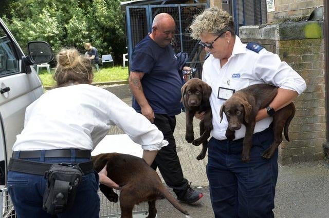 July: 36 dogs rescued (Photo by Jon Rigby) SUS-211217-094411001