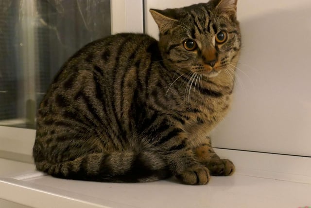 Reuben is currently being looked after at Cats Protection's Eastbourne Adoption Centre and needs a new home. SUS-211220-092301001