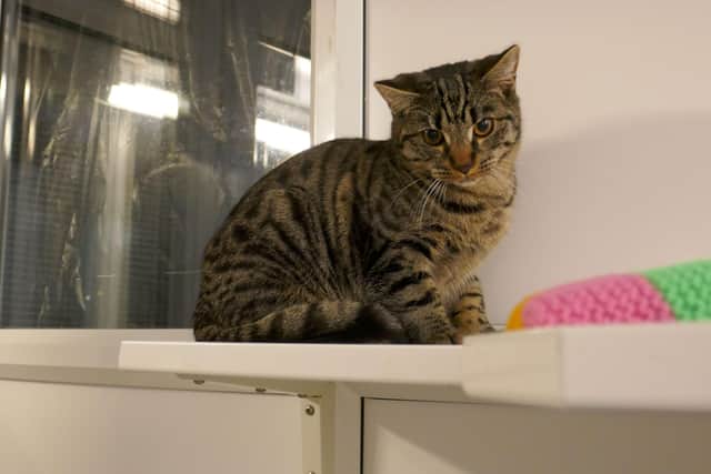 Rocky is currently being looked after at Cats Protection's Eastbourne Adoption Centre and needs a new home. SUS-211220-092312001