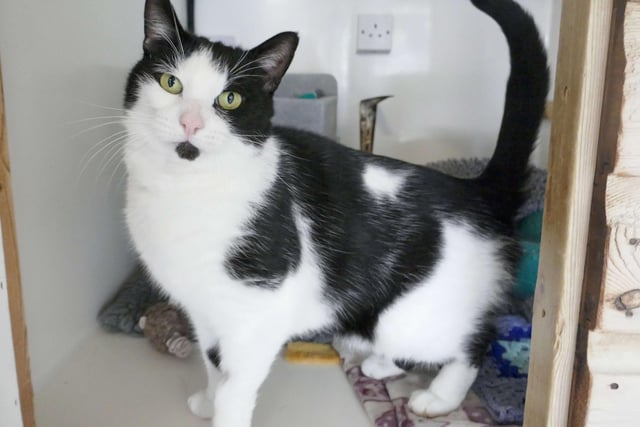 Albert is currently being looked after at Cats Protection's Eastbourne Adoption Centre and needs a new home. SUS-211220-092250001