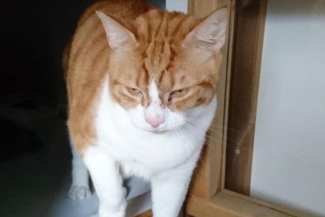 Fella is currently being looked after at Cats Protection's Eastbourne Adoption Centre and needs a new home. SUS-211220-092335001