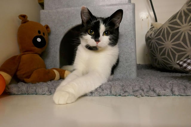 Oreo is currently being looked after at Cats Protection's Eastbourne Adoption Centre and needs a new home. SUS-211220-092238001