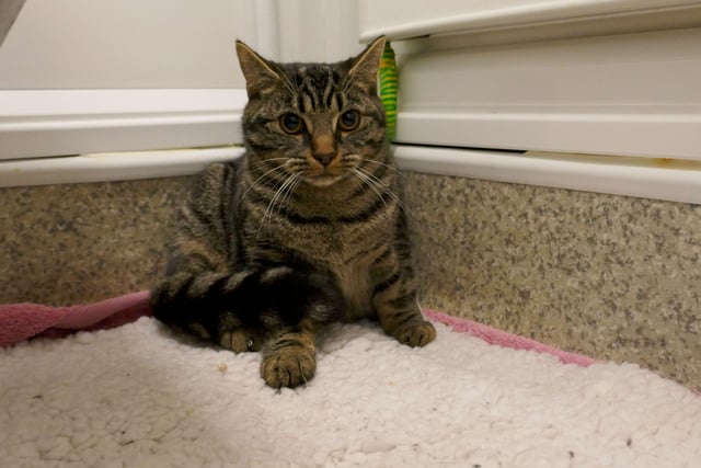Raggy is currently being looked after at Cats Protection's Eastbourne Adoption Centre and needs a new home. SUS-211220-092323001