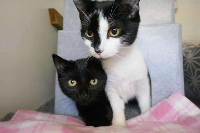 Shadow and Oreo are currently being looked after at Cats Protection's Eastbourne Adoption Centre and need a new home. They are up for adoption as a pair. SUS-211220-092345001