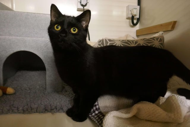 Shadow is currently being looked after at Cats Protection's Eastbourne Adoption Centre and needs a new home. SUS-211220-092417001