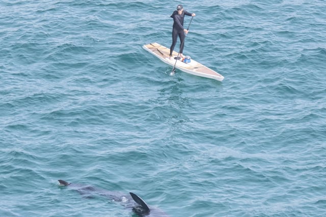 Basking shark and paddleboarder. Picture by Michael Amos. Website: michaelamosphotography.com SUS-210824-095316001