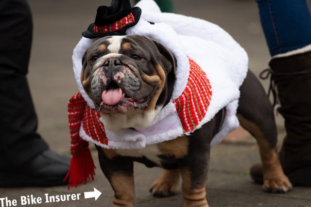 Even this doggy got in the festive spirit!
