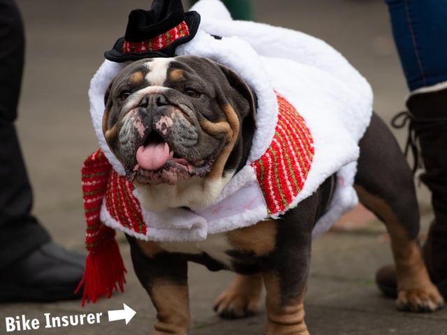 Even this doggy got in the festive spirit!