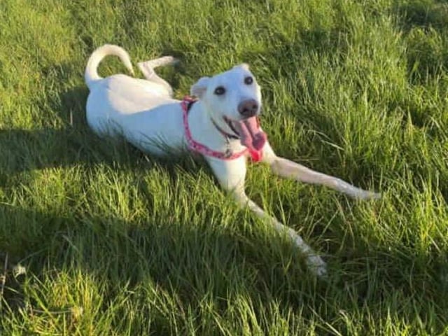 This sweet girl is Mila, she arrived in our care with several of her friends after they were removed from unsuitable living conditions. After spending a bit of time in our care she is ready to begin looking for her forever home.

It's likely that Mila has never lived in a home prior to coming here and will therefore need training from scratch on how to behave in a home. To achieve this, she will need someone at home for most of the day and then gradually build her up to being left home alone.

She has always been around other dogs and would benefit from going to a home with another neutered dog where she can learn how to be in a home and also have a play mate! We are however looking for a home with no cats or small animals due to her high prey drive.

Once Mila gets to know you she really lets her playful (and cheeky) side show, she is however nervous of new people so several visits will be needed to make her feel more comfortable.