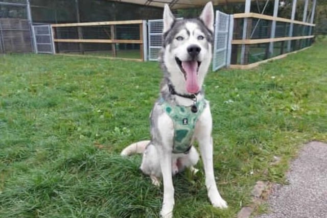 Meet our beautiful boy Reggie. Reggie came to us from a RSPCA branch after needing some more structured training. After being assessed by our team and taking some time to learn how to behave, we are happy to try find him his forever home! Reggie does have an eye condition that can be discussed further with the veterinary team.

Reggie is looking for a home with Husky experience as he has bundles of energy, high prey drive and loves to sing. He is an incredibly loving boy who has plenty of sass and that typical husky dramatic personality.

We are looking for a home with no other pets for Reggie as he requires a lot of attention, although he is sociable with other dogs. Reggie will need an adult only home, although we could consider homes with children aged 16+. This would be based on introductions made at the centre.

Reggie is a bit of a Houdini and is quite the escape artist, so will need a home with secure 6ft fencing and secure gates. He is strong on the lead