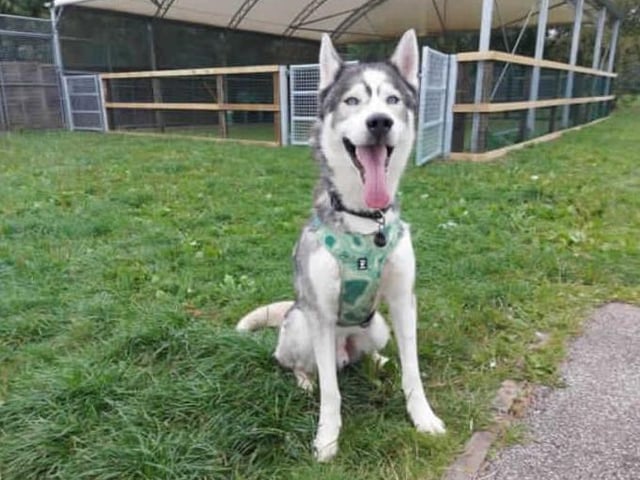 Meet our beautiful boy Reggie. Reggie came to us from a RSPCA branch after needing some more structured training. After being assessed by our team and taking some time to learn how to behave, we are happy to try find him his forever home! Reggie does have an eye condition that can be discussed further with the veterinary team.

Reggie is looking for a home with Husky experience as he has bundles of energy, high prey drive and loves to sing. He is an incredibly loving boy who has plenty of sass and that typical husky dramatic personality.

We are looking for a home with no other pets for Reggie as he requires a lot of attention, although he is sociable with other dogs. Reggie will need an adult only home, although we could consider homes with children aged 16+. This would be based on introductions made at the centre.

Reggie is a bit of a Houdini and is quite the escape artist, so will need a home with secure 6ft fencing and secure gates. He is strong on the lead