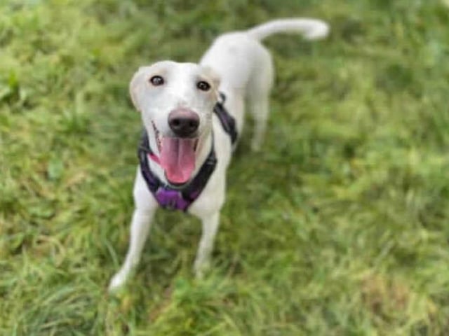Meet our gorgeous girl, Suzie. She arrived in our care after being removed from unsuitable living conditions. She¿s a nervous girl at first but once she gets to know you, she will show you her cheeky side.

Suzie has likely never lived in a home before and will need time to learn what to do in a home environment. Because of this, she will need someone at home most of the time. Suzie can be very scared of sudden noises or movement. It¿s taken a lot of confidence building to get her walking on a lead. We are looking for owners who can offer her the time she will need to build her confidence further and learn these situations aren¿t as scary as they seem. We have just mastered going on a short walk, but this has to be at Suzie¿s pace.