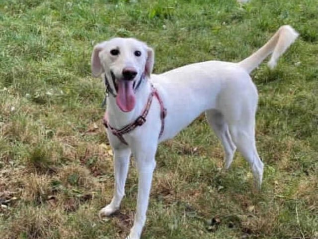 This lovely girl is Tati. She arrived in our care after being removed from unsuitable living conditions. After spending a bit of time adjusting and getting to know the kennel staff she is ready to go out into the big wide world!

It's likely that Tati has never lived in a home prior to coming here and will therefore need training from scratch including toilet training. To achieve this, she will need someone at home for most of the day and then gradually build her up to being left home alone.

Tati has always been around other dogs and would benefit from going to a home with another medium/large neutered male dog however a home with no cats or small animals is a must due to her high prey drive.