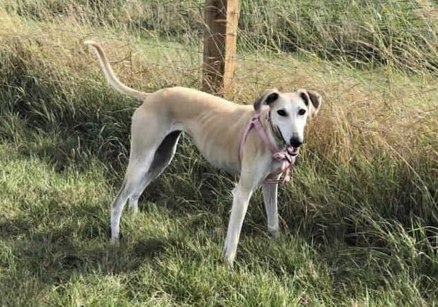 This very pretty lady arrived with us after she was abandoned by her owners. Due to this, we have no idea of the type of home she has come from or if she has actually ever lived in a home environment.

Tiger Lily doesn't appear to know much in the way of commands and will potentially need full training from scratch including housetraining. She may also need help to adjust to all of the smells and noises within a home environment.

Tiger Lily is very friendly with humans and enjoys a fuss, she walks well on lead and is generally very gentle and well mannered around people. She LOVES other dogs and would love to live with another playful big dog who likes to run fast!

Tiger Lily is looking for a home with a large enclosed garden where she can do her favourite thing in the whole wide world...RUN!!!! And boy is she quick!!!!! She wouldn't be able to be let off in public areas due to her very high prey drive, which is why a large enclosed garden is so important for her.