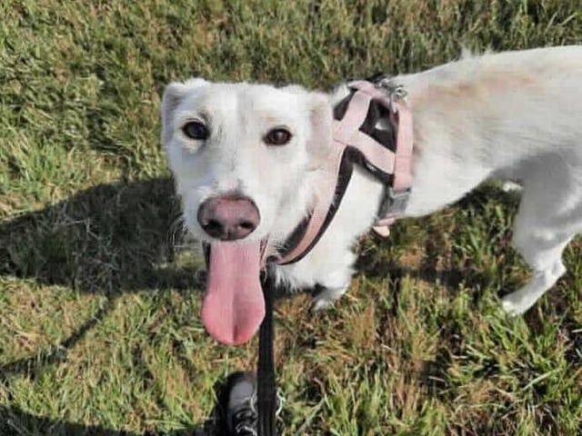 This sweet girl is Esme, she arrived in our care with several of her friends after they were removed from unsuitable living conditions. After spending a bit of time in our care she is ready to begin looking for her forever home.

It's likely that Esme has never lived in a home prior to coming here and will therefore need training from scratch on how to behave in a home. To achieve this, she will need someone at home for most of the day and then gradually build her up to being left home alone.

She has always been around other dogs and would benefit from going to a home with another neutered dog where she can learn how to be in a home and also have a play mate! We are however looking for a home with no cats or small animals due to her high prey drive.

Once Esme gets to know you she really lets her playful (and cheeky) side show, she is however nervous of new people so several visits will be needed to make her feel more comfortable.