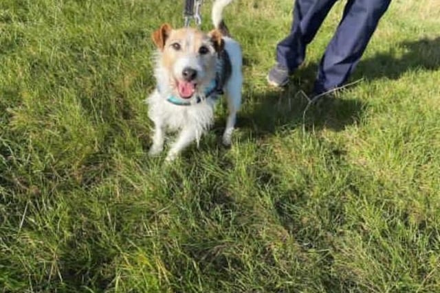 Bob is a typical JRT with huge character. He may be a senior boy but theres plenty of life in this old boy yet!

Bob has lived most of his life as an outside dog with an outside kennel. Due to this, he may not know many house manners and at his age he may struggle to learn them. New owners will need to be willing to accept that he may never completely learn 'house manners'.

Bob will walk along side other dogs but he has shown some attitude with dogs who try to interact with him. Due to this, we are looking for him to be the only pet in his new home. He walks well on lead and appears to all humans.

Bob would suit a quiet home with no children. He will need a secure garden with no small gaps that he could squeeze out of.

Please consider our beautiful Bob