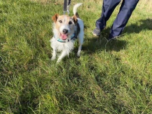 Bob is a typical JRT with huge character. He may be a senior boy but theres plenty of life in this old boy yet!

Bob has lived most of his life as an outside dog with an outside kennel. Due to this, he may not know many house manners and at his age he may struggle to learn them. New owners will need to be willing to accept that he may never completely learn 'house manners'.

Bob will walk along side other dogs but he has shown some attitude with dogs who try to interact with him. Due to this, we are looking for him to be the only pet in his new home. He walks well on lead and appears to all humans.

Bob would suit a quiet home with no children. He will need a secure garden with no small gaps that he could squeeze out of.

Please consider our beautiful Bob