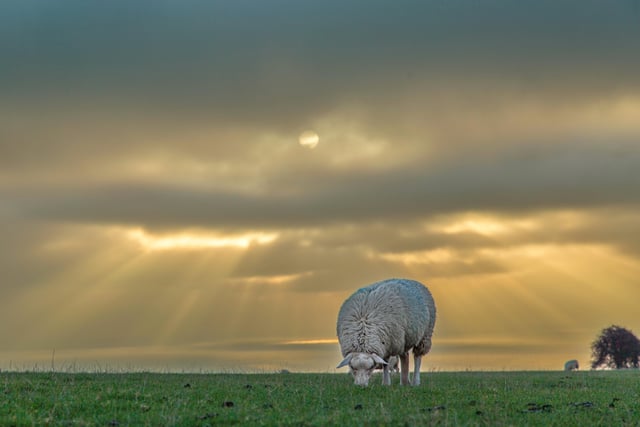 Sheep grazing at sunset near Crowlink on the Downs.  This picture was taken by Barry Davis on a Canon EOS 5d. SUS-211221-133700001