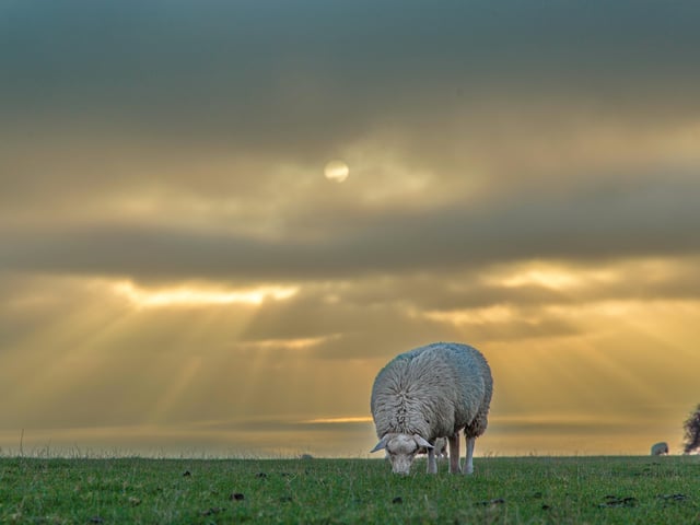 Sheep grazing at sunset near Crowlink on the Downs. This picture was taken by Barry Davis on a Canon EOS 5d. SUS-211221-133700001
