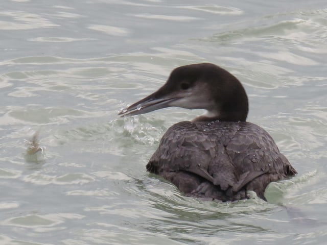 A great northern diver in winter plumage visits Sovereign Harbour - an unusual sight. Taken by Phil Gardner. SUS-211221-134844001