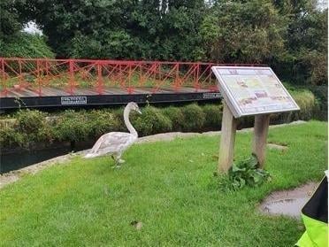 In October, Police Officers were called to deal with a disturbance which turned out to be an errant swan. A 'fowl' display by the bird in question.  To view the full story https://www.chichester.co.uk/news/police-called-to-deal-with-swan-in-chichester-3426116