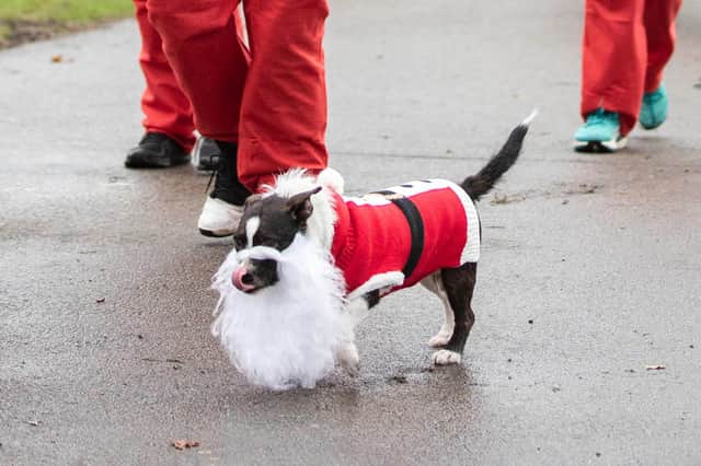 Take a look at these adorable pets, who are all ready for Christmas.
