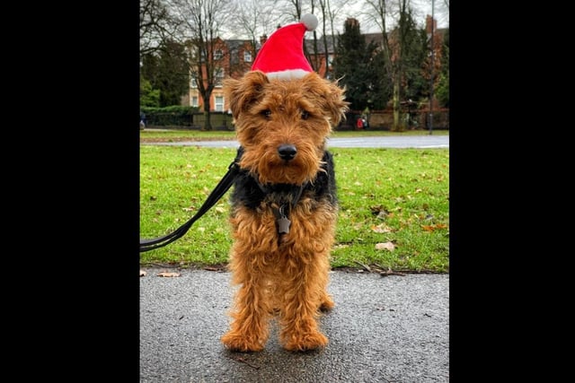 Meet Hugo. He em-barked on the Santa Run that took place at The Racecourse in Northampton on Sunday, December 12.