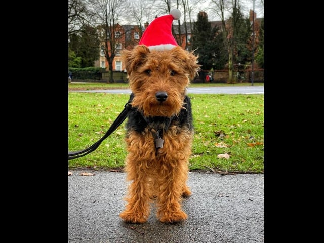 Meet Hugo. He em-barked on the Santa Run that took place at The Racecourse in Northampton on Sunday, December 12.