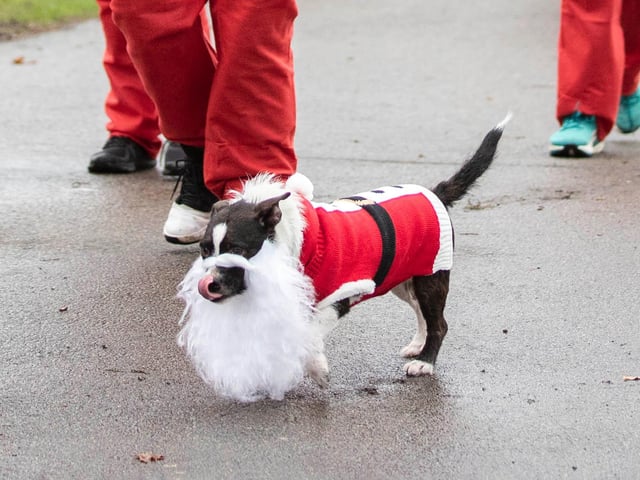 Here is Dusty the dog at the Santa Fun Run, which took place on The Racecourse in Northampton on Sunday, December 12.
