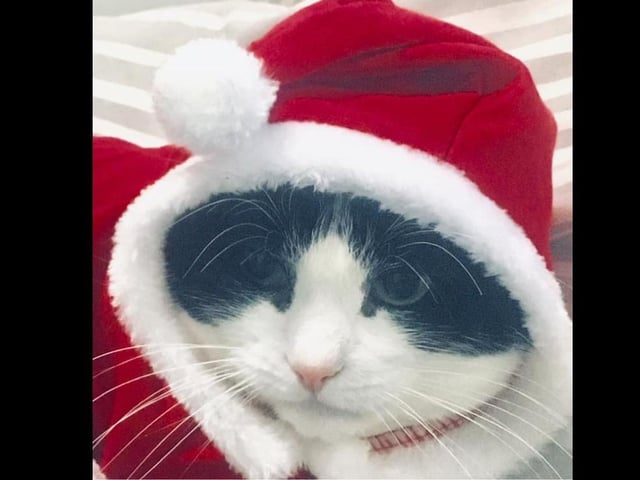 Merry Christmas and happy 'mew' year, Marley!