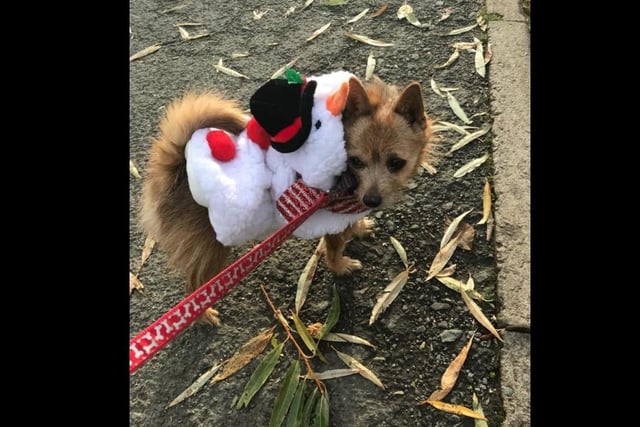"Happy Christmas, with love from our little pooch who was rehomed from NANNA Animal Rescue in June."