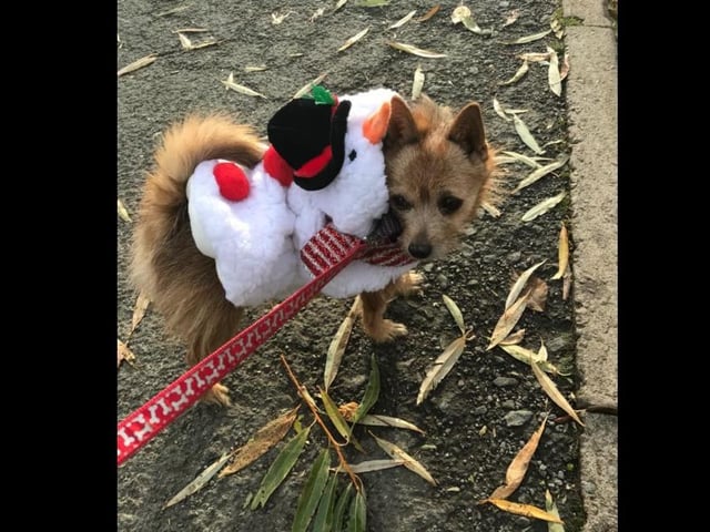 "Happy Christmas, with love from our little pooch who was rehomed from NANNA Animal Rescue in June."