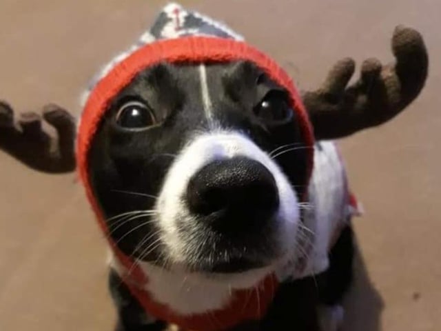 Don't forget to leave a mince pie and a glass of milk out for Santa and a tennis ball for the reindeer!