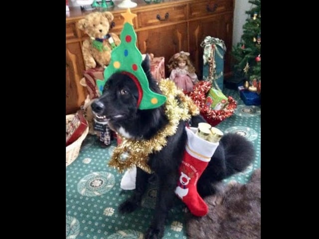 Major's owner made the mistake of leaving him with his mum...