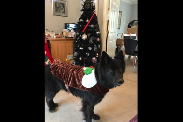 Remember Major the dog from earlier? Here he is dressed as a Christmas pudding!