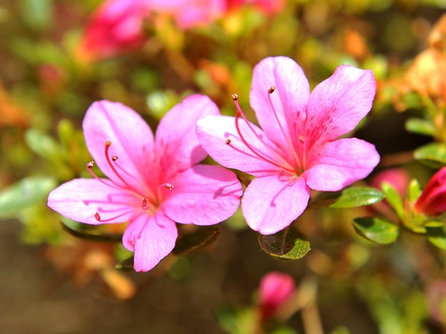 Spring time views at Sheffield Park and Garden near Haywards Heath. Pic S Robards SR2104241 SUS-211222-142001001