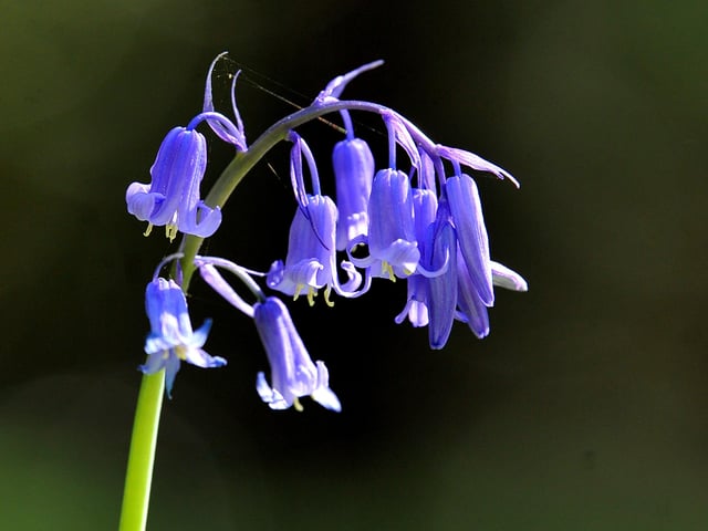 Spring time views at Sheffield Park and Garden near Haywards Heath. Pic S Robards SR2104241 SUS-211222-142023001