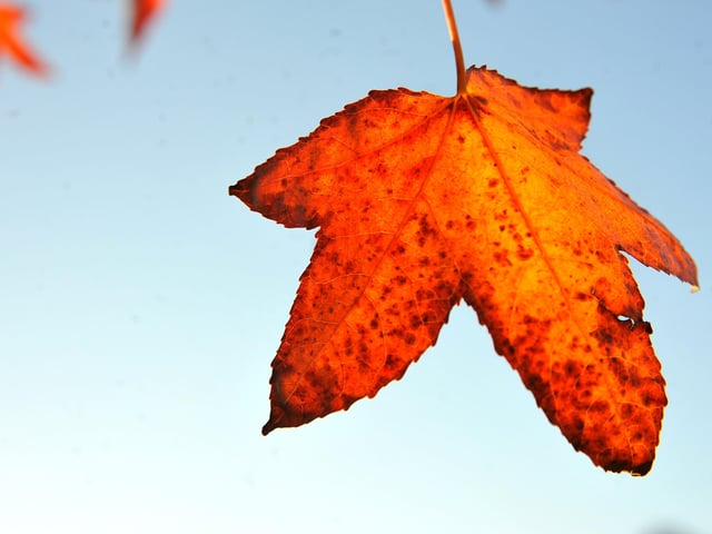 Autumnal colours. Pic S Robards SR2111232 SUS-211222-142141001