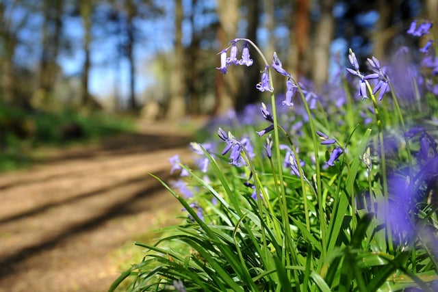 Spring time views at Sheffield Park and Garden near Haywards Heath. Pic S Robards SR2104241 SUS-211222-141950001