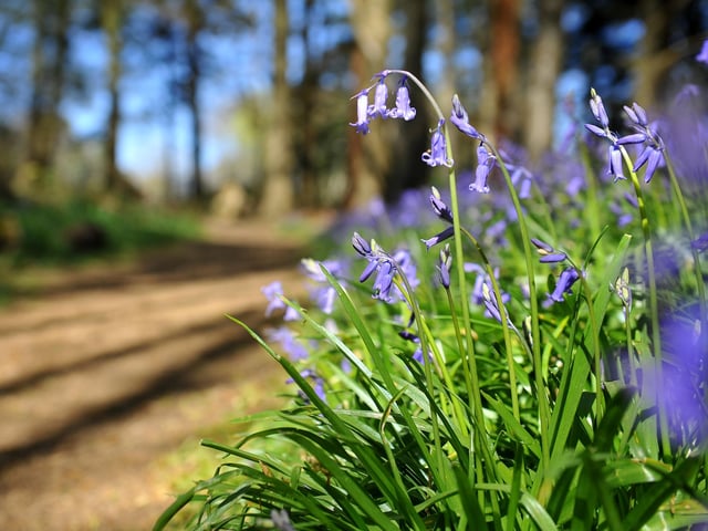Spring time views at Sheffield Park and Garden near Haywards Heath. Pic S Robards SR2104241 SUS-211222-141950001