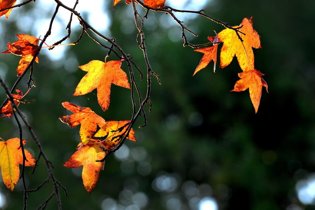 Autumnal colours. Pic S Robards SR2111232 SUS-211222-142130001
