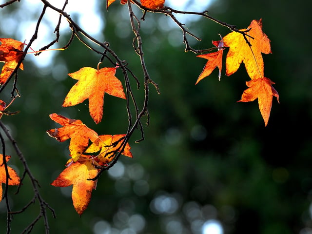 Autumnal colours. Pic S Robards SR2111232 SUS-211222-142130001