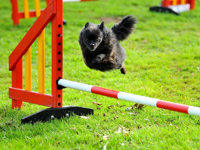 Paws in the park event at South of England showground, Ardingly. Pic S Robards SR2110091 SUS-210910-172831001