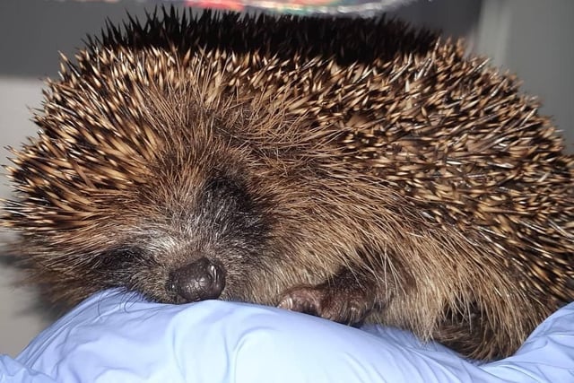 Hedgehogs have been cared for by volunteers in the city.