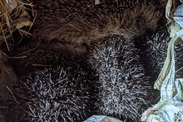 Dozens of pregnant hedgehogs have been rescued and treated leading to healthy hogs being born.