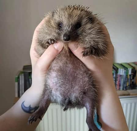 Nick hopes they can build a fully fledged 'hogspital' to help more hedgehogs.