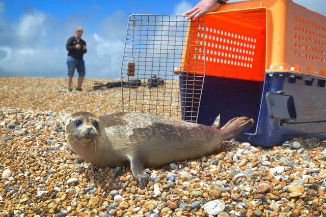Hubble the seal being released back into the sea from Pett Level beach, May 2021.