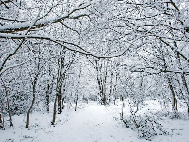 HOR 130110 Snow. Sullington. photo by derek martin